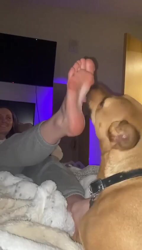 Dog lick feet video 2 ThisVid com 