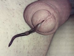 Worm insertion