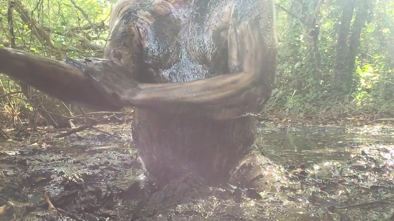 Porn Cow Shit Bath - Cow Manure Bath - ThisVid.com