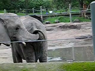 Elephant Snack Attack 2!