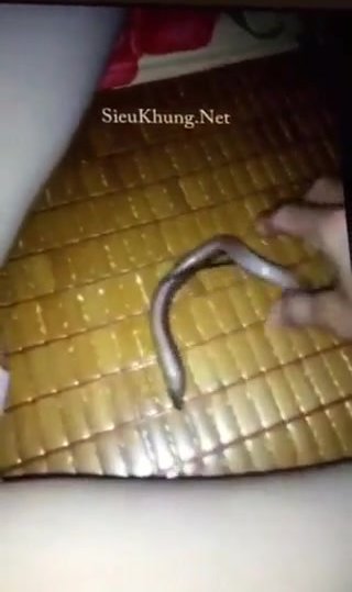 Asian swamp eel in pussy - ThisVid.com