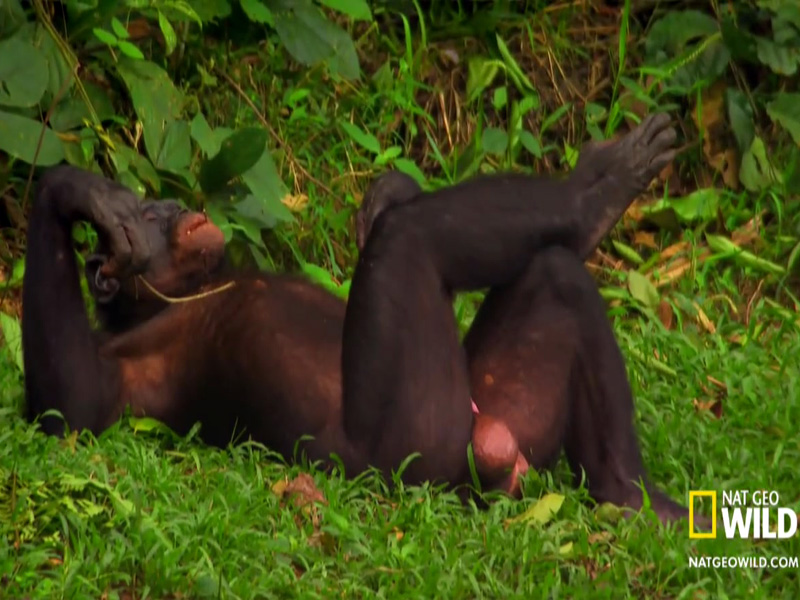 Chimpanzees hang out and have sex in nature video