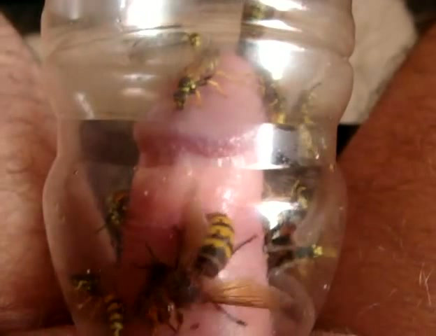 Kinky guy traps yellowjacket bees around his cock