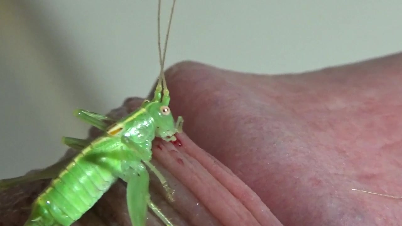 Grasshopper porn