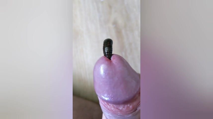 Dick In Pee Hole - Allowing Leeches To Enter Urethra and Force Cum Out?! - ThisVid.com