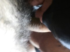 XTREME HAIRY - DIRECTOR SUCKER