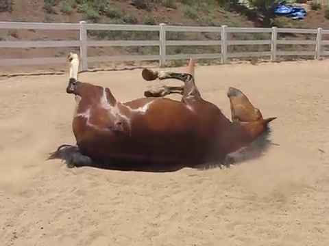 480px x 360px - Horse farts - ThisVid.com