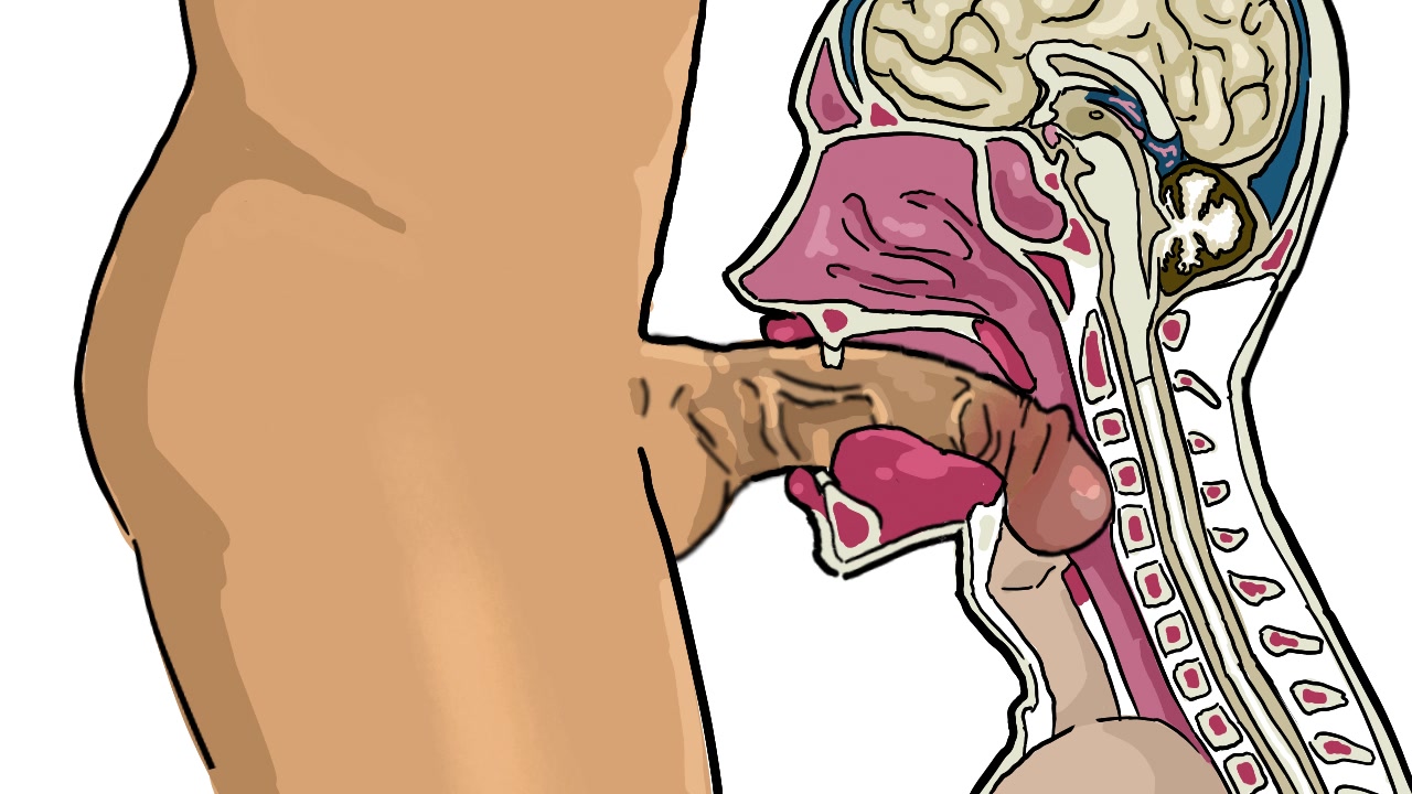 X Ray Deepthroat Porn - Deepthroat cross section - ThisVid.com