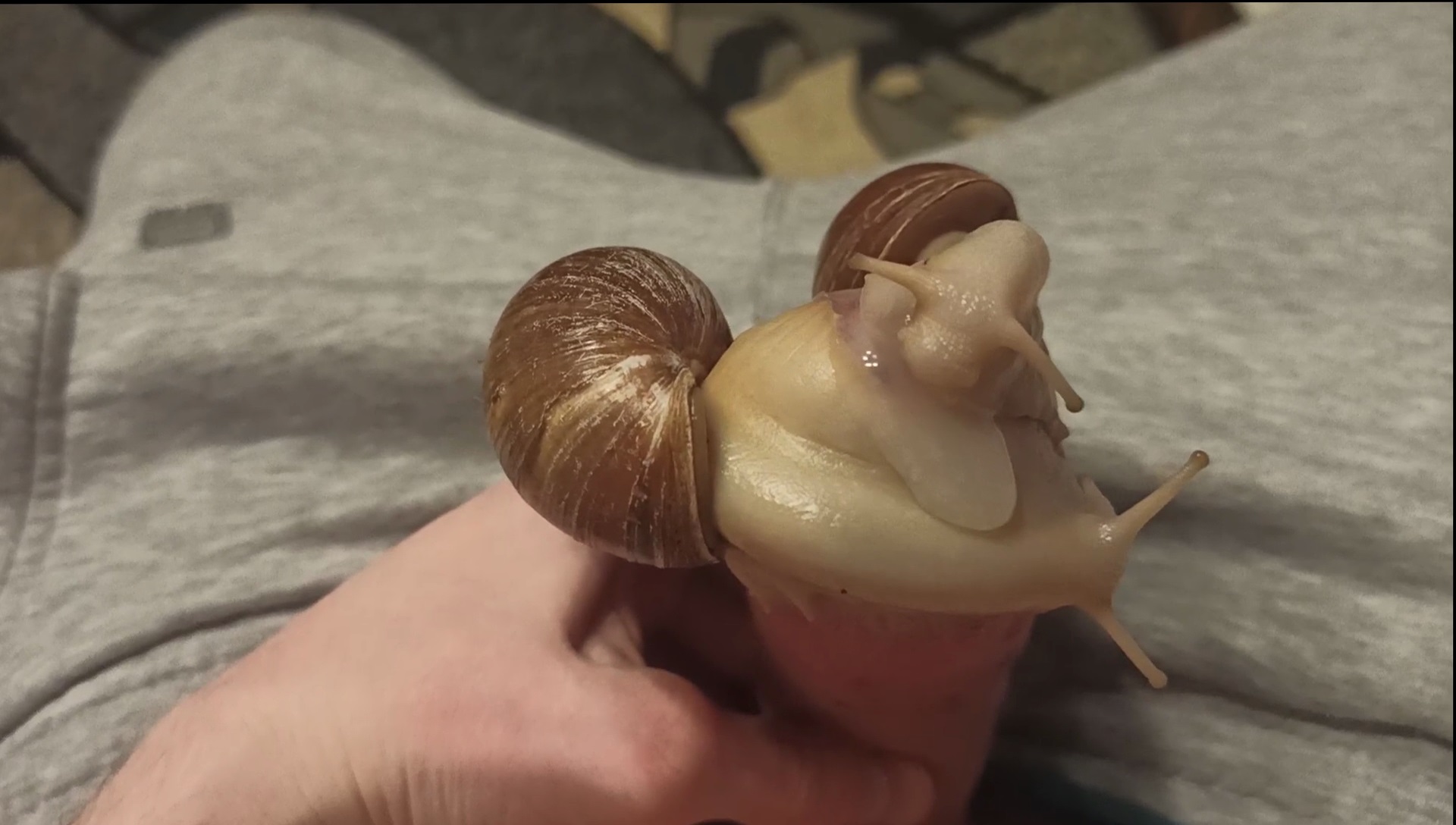 Two giant snails milk my poor cock with ease. - ThisVid.com