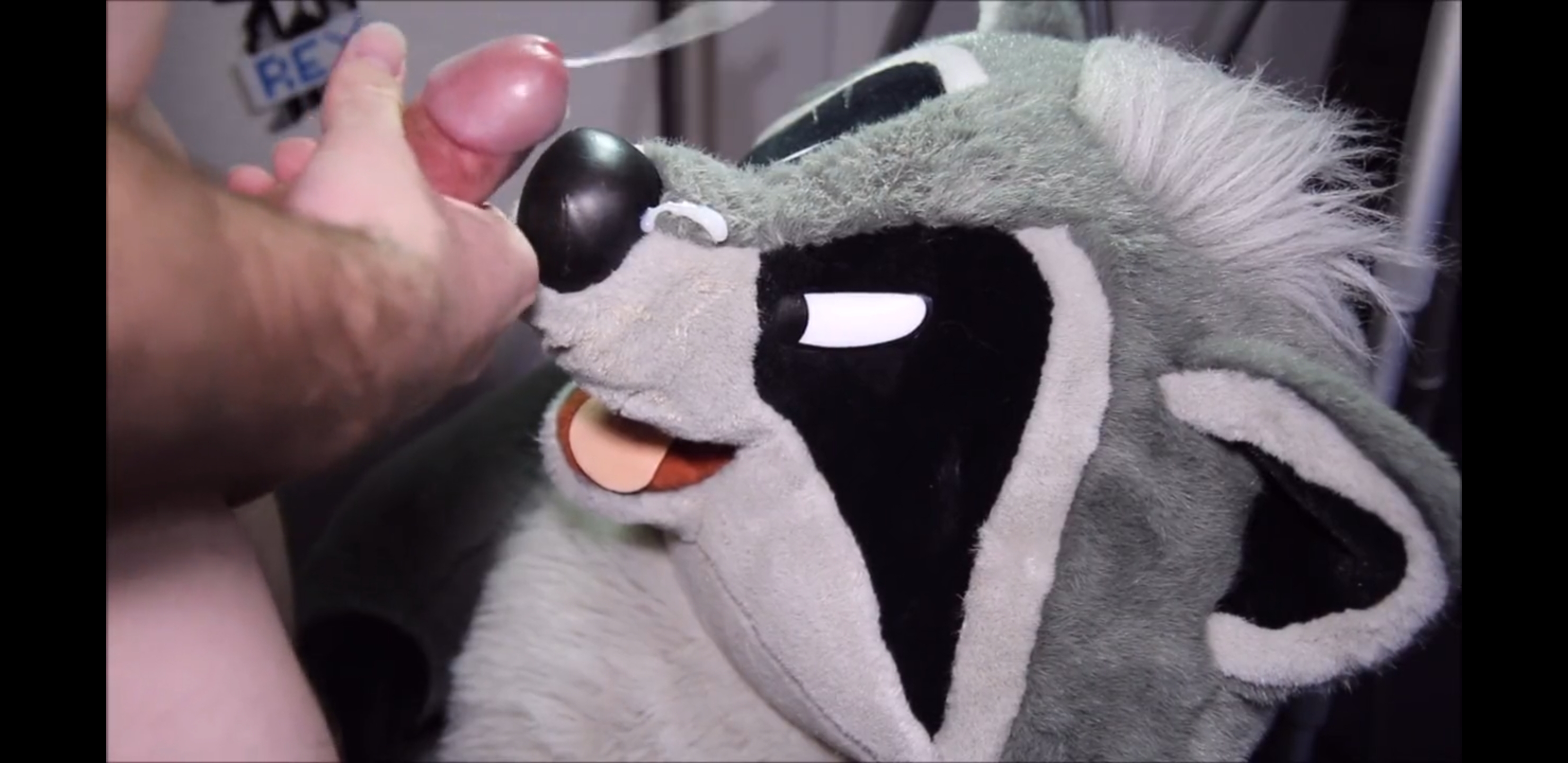 Muzzle Porn - Meeko takes two loads on his muzzle - ThisVid.com