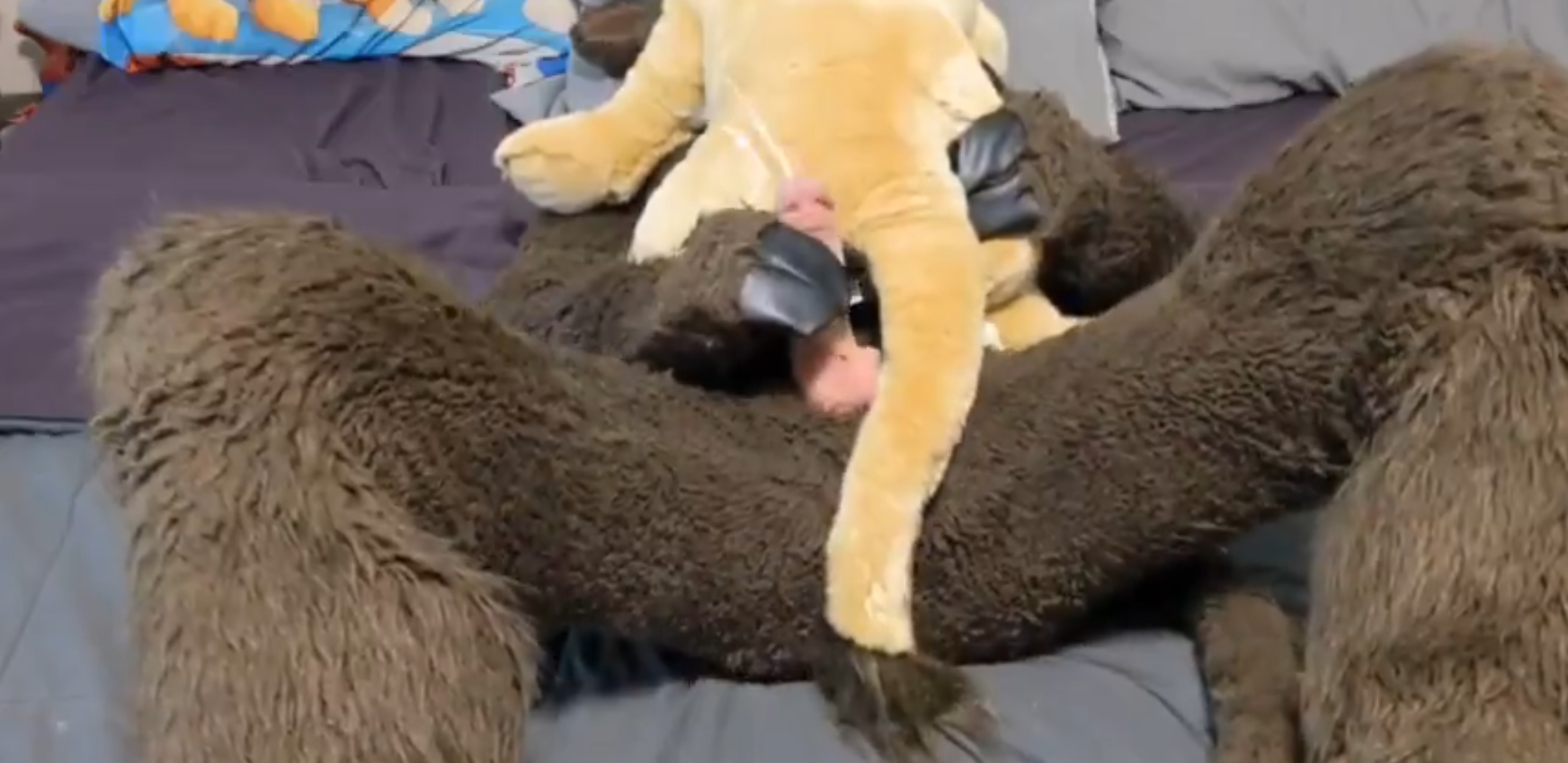 Bull fursuiter gushes all over plush lions ass - ThisVid.com