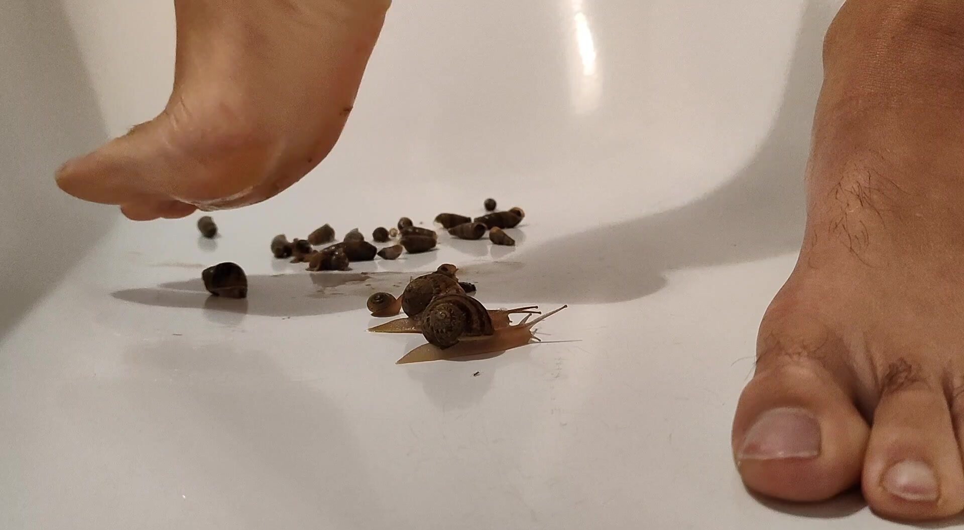 Crush fetish snail