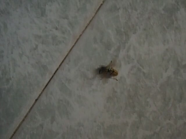 640px x 480px - A BIG WASP CARESSED BY MY HEEL - ThisVid.com
