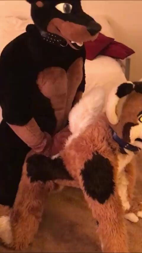 gay fursuit sex 