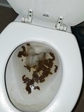 2nd wave of addie's desperate white castle poop , she let out a cute sigh here.
