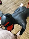 Black bodypaint pup serving master with ox balls medium tail plug and chastity cage