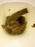 Shitting on the toilet