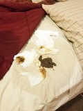 Hotel bed shit