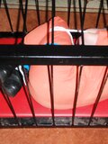 Tied prisoner in a cage