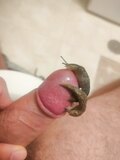 Two Slug on cock