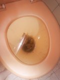 Girlfriend toilet diarrhea 10/05/2018