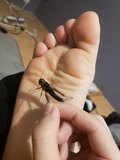 crickets and feet