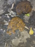Collection of various Hobo Turds I've farmed then taken home and eaten