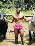 Bulls of Bangladesh