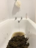 My dog shit bath