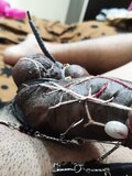Cock tortured with pins and shit