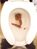 2 day Movement in the Toilet 9/30/2023