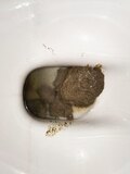 poop... - album 2