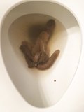 My huge poop
