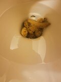 Toilet pooping - album 2