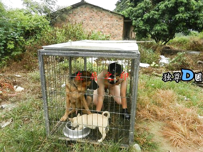 Asian Dog Slaves