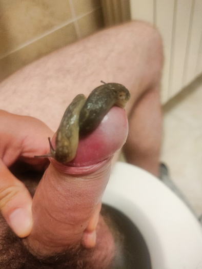Two Slug on cock
