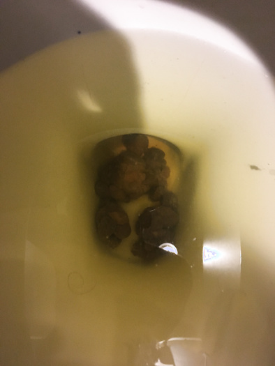 Another found dump at work. Just a few small, firm shit pebbles - this guy was likely constipated.