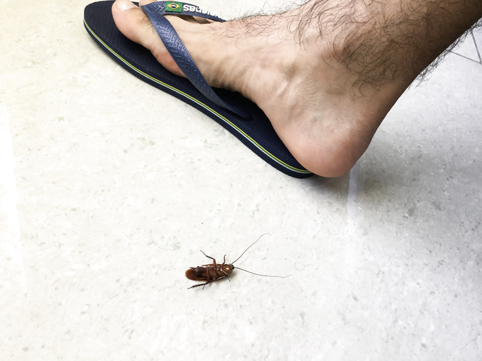 Roach under my tanned feet
