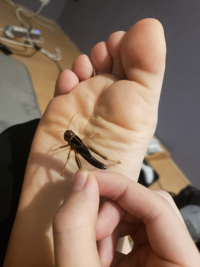 crickets and feet