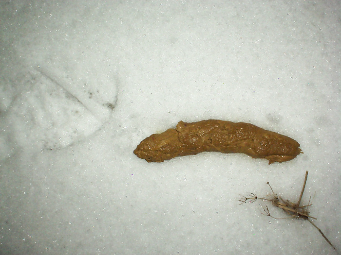 My turd in snow