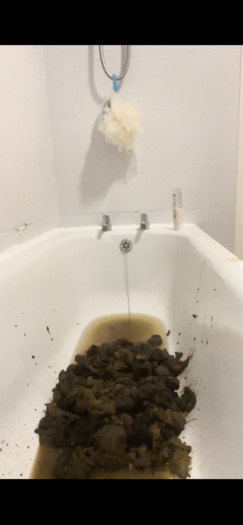 My dog shit bath