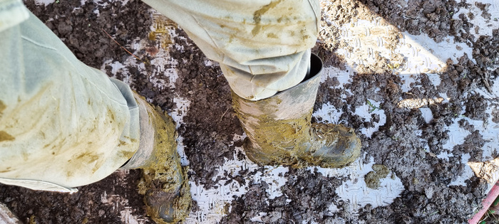 My Bekina rubber boots in cow manure