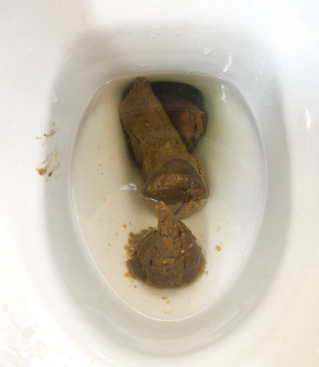 toilet pooping big