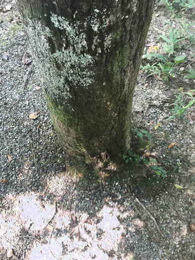 Tree Piss Marking