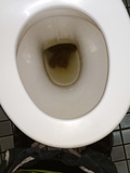Toilet Poop