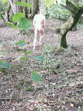 Naked in nature