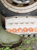 Muddy Truck Tire Crushes Eggs