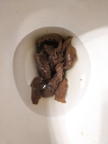 More poop pics