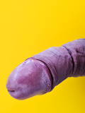 Cock banded purple