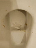Toilet remnants